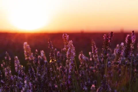 Lavender field Stock Photos