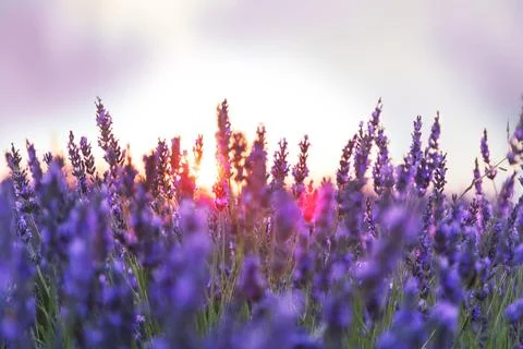 Lavender field Stock Photos