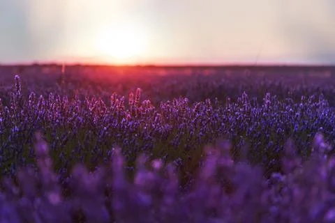Lavender field Stock Photos