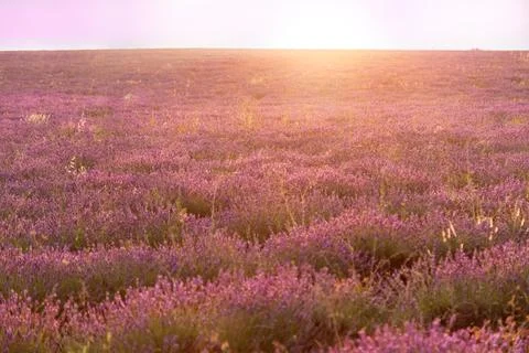 Lavender field Stock Photos