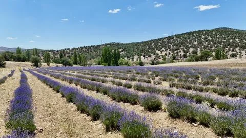 Lavender field Stock Photos