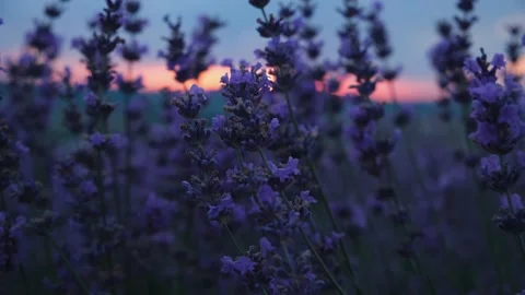 Lavender field pink sunset Stock Footage 239271397