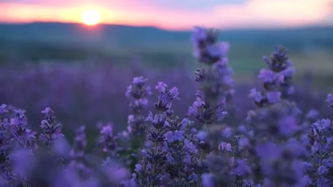 Lavender field pink sunset Video stock 239271466