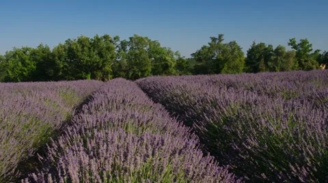 Lavender field in Provence Stock Footage 50822430
