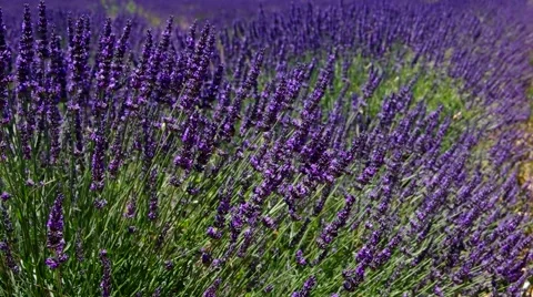 Lavender field in Provence Stock Footage 57133060