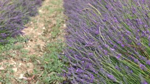 Lavender field in Provence Stock Footage 66007680