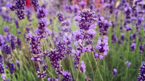 Lavender field in Provence. Stock Footage 276188870