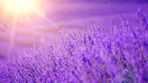 Lavender field in Provence, France. Blooming violet fragrant lavender Stock Footage