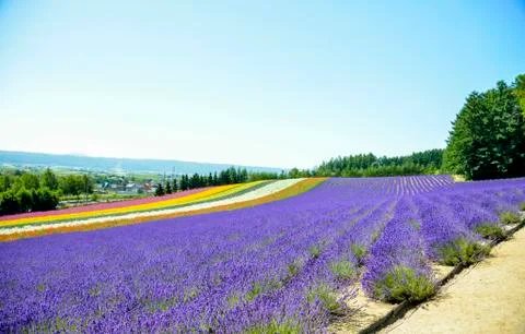 Lavender field in the row Stock Photos