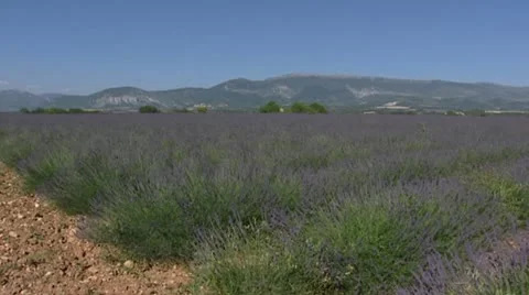 Lavender field in rows at Puimoisson, Plateau de Valensole 動画素材 21226970