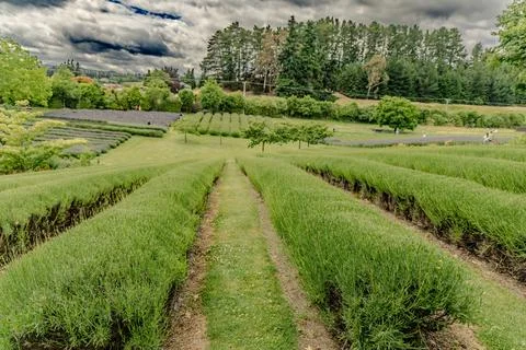 Lavender Field Rows Under Dramatic Cloudy Sky 写真素材
