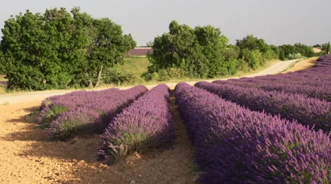 Lavender field smooth swing in wind Stock Footage 40493504