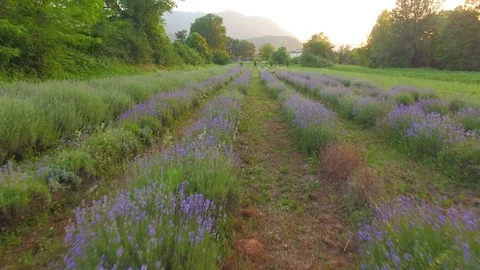 Lavender field in the spring. AERIAL. About aromas, perfume, soap, organic Stock Footage 71889130
