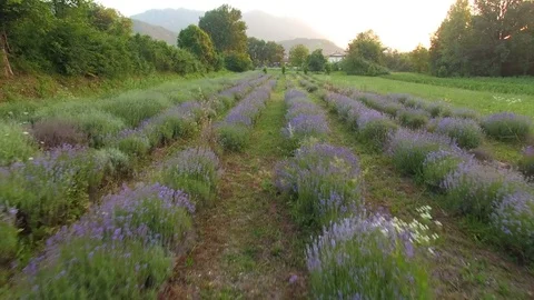 Lavender field in the spring. AERIAL. Drone moves away. About aromas, perfume Stock Footage 72009675