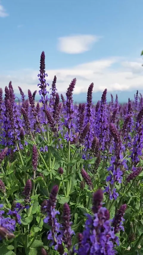 Lavender Field Spring Swayed by Wind Видео 342699565