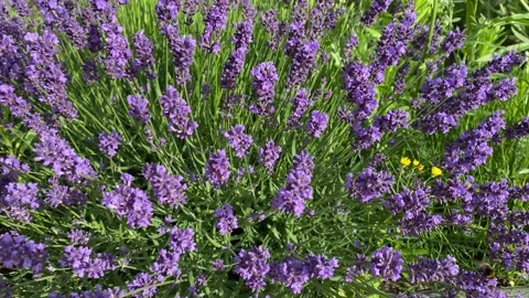 Lavender Field in Summer Breeze with Insects and Birds Sounds Vidéo 311434053