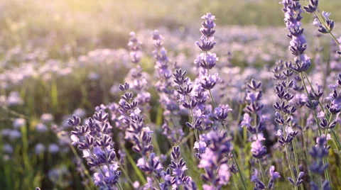 Lavender Field in the summer Stock Footage 51771090