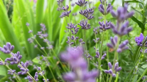 Lavender Field in the summer Stock Footage 234243285