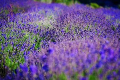 Lavender Field in the summer Stock Photos
