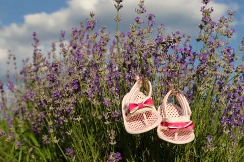 Lavender field in summer Stock Photos