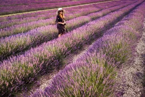 Lavender field summer Stock Photos