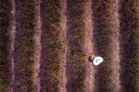 Lavender field summer Stock Photos