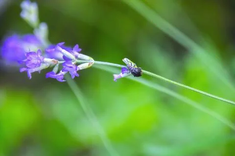 Lavender Field in the summer Stock Photos