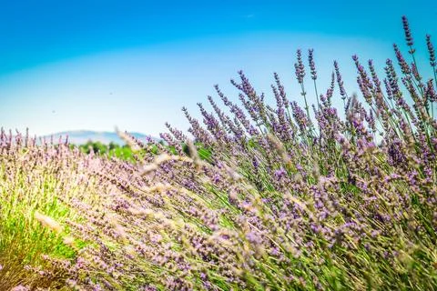 Lavender field at summer Stock Photos