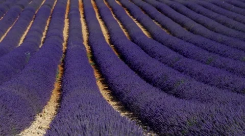Lavender field in summer, Provence Stock Footage 52265673