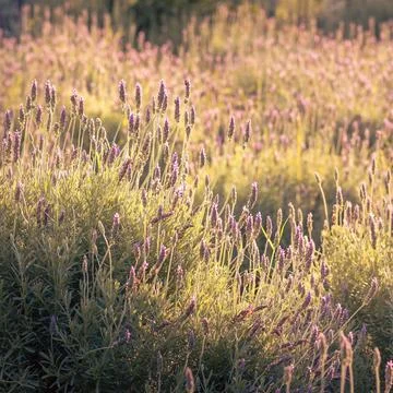 Lavender field with sun 스톡 사진