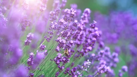 Lavender field in sunlight. Stock Footage 150870115