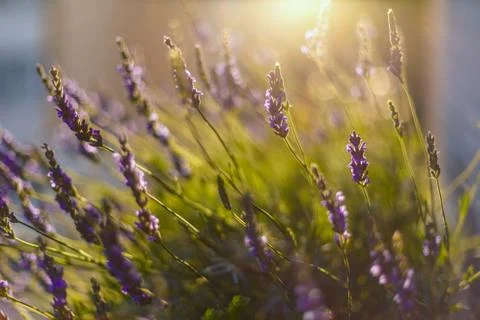 Lavender field in sunlight Stock Photos
