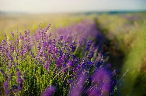 Lavender field in sunlight. Stock Photos