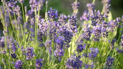 Lavender Field at sunset, 4K Video stock 112609297