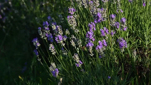 Lavender field at sunset, 4K. Sunset over lavender field, dream aroma Stock Footage 257228904