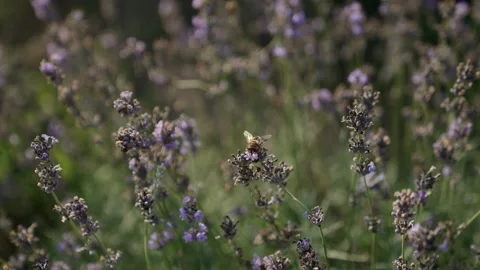 Lavender field at sunset. Bee pollinate lavender flower in summer Stock Footage 332401965
