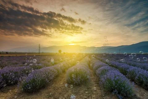 Lavender field at sunset with bubbles Stock Photos