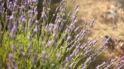 Lavender field at sunset Stock Footage 52533459