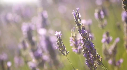 Lavender field at sunset Stock Footage
