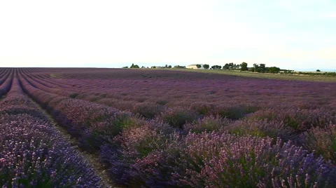 Lavender field on sunset Stock Footage 53502971