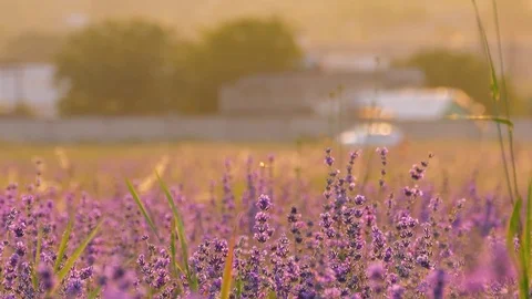 Lavender field at sunset Stock Footage 77126248