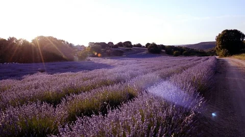 Lavender Field at sunset Stock Footage 86825305