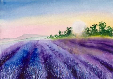 Lavender field in sunset Illustrazione stock
