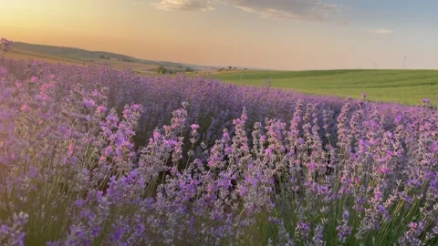 Lavender field. Sunset light. Bees on flowers. Stock Footage 253393747
