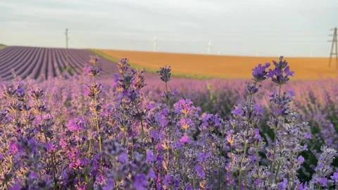 Lavender field. Sunset light. Bees on flowers. Stock Footage 253393821