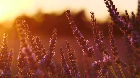Lavender field at sunset light Stock Footage 156522371