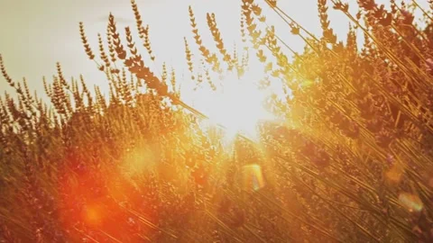 Lavender field. Sunset in nature. Stock Footage 156523568