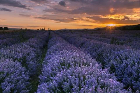 Lavender field at sunset Foto stock