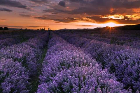 Lavender field at sunset Stock Photos