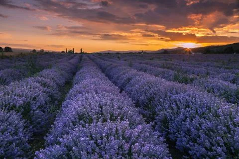 Lavender field at sunset Stock-Fotos
